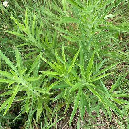 Affittacamere Gite De La Croix De Pierre Nogaro
